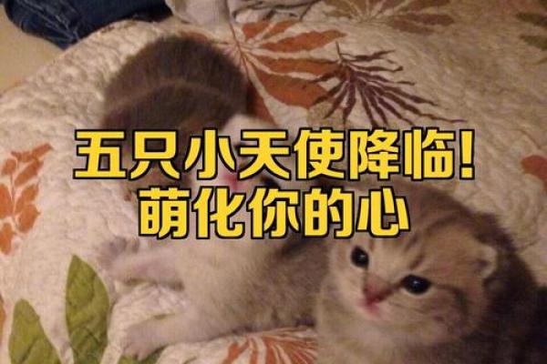 创意鸡宝宝名字推荐，萌化你心的小小伙伴