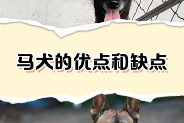 狗与马性格互补,搭配生活是否理想 狗与马性格互补,搭配生活是否理想