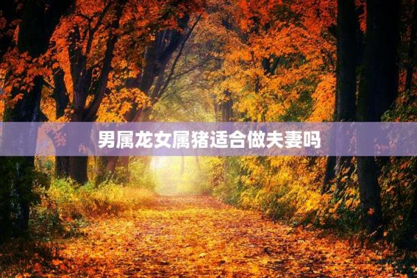 属猪与属龙的婚配分析:两者是否合适? 属猪与属龙的婚配分析:两者是否合适?