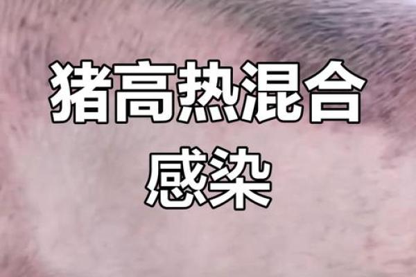 病猪命的深层含义与背后社会现象解析 病猪命的深层含义与背后社会现象解析
