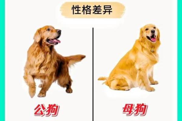 鸡女与狗男是否合适 解析两者的匹配度 鸡女与狗男是否合适 解析两者的匹配度