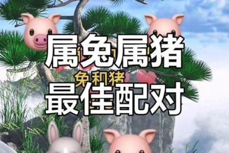 兔与哪些动物最相配，生肖配对解析