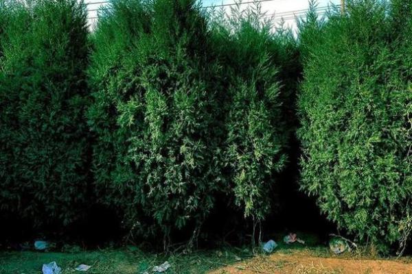 柏树命的含义与命理解析 柏树命的含义与命理解析